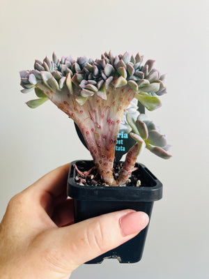 Echeveria Cubic Frost forma cristata