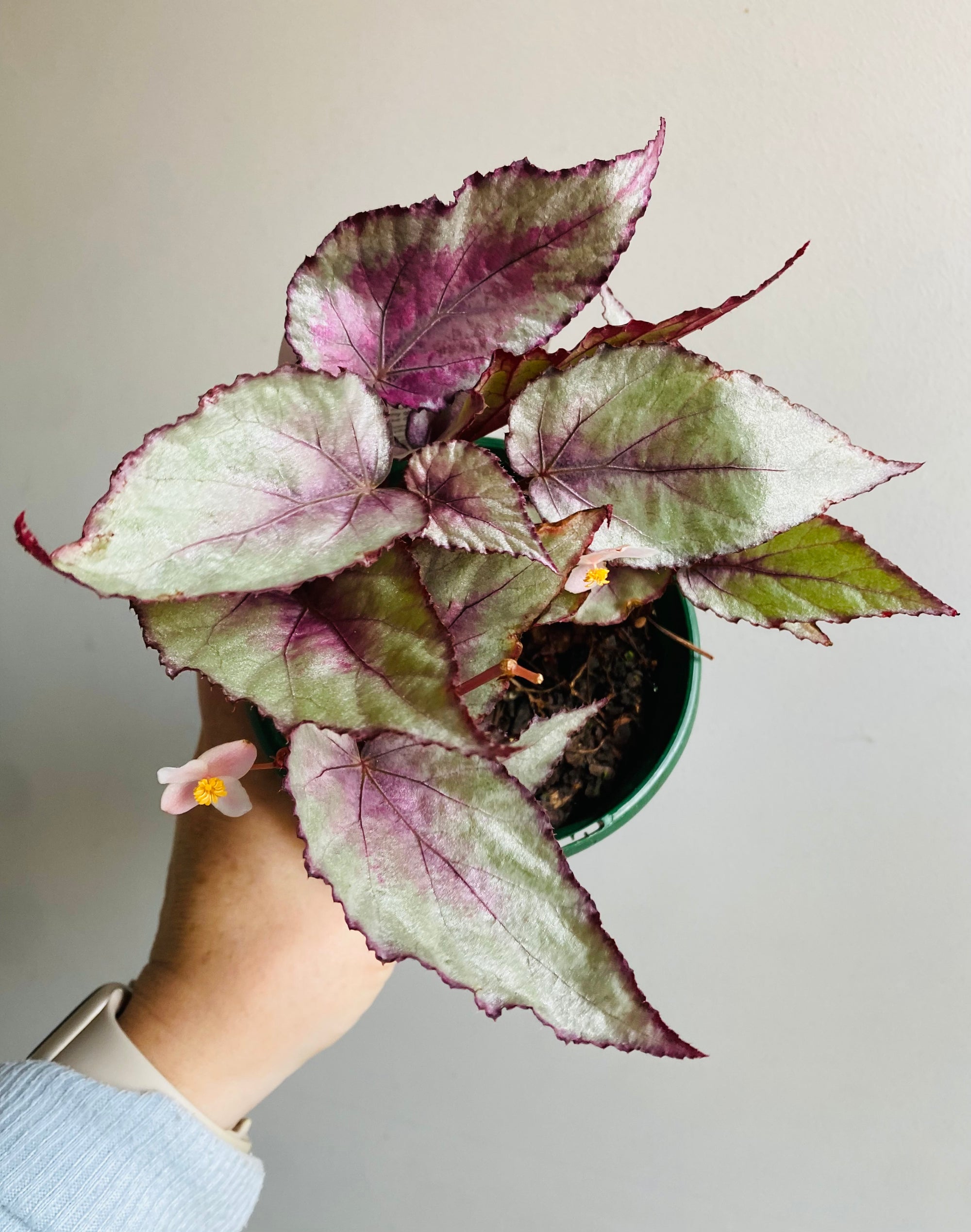 Begonia rex - Maori Haze