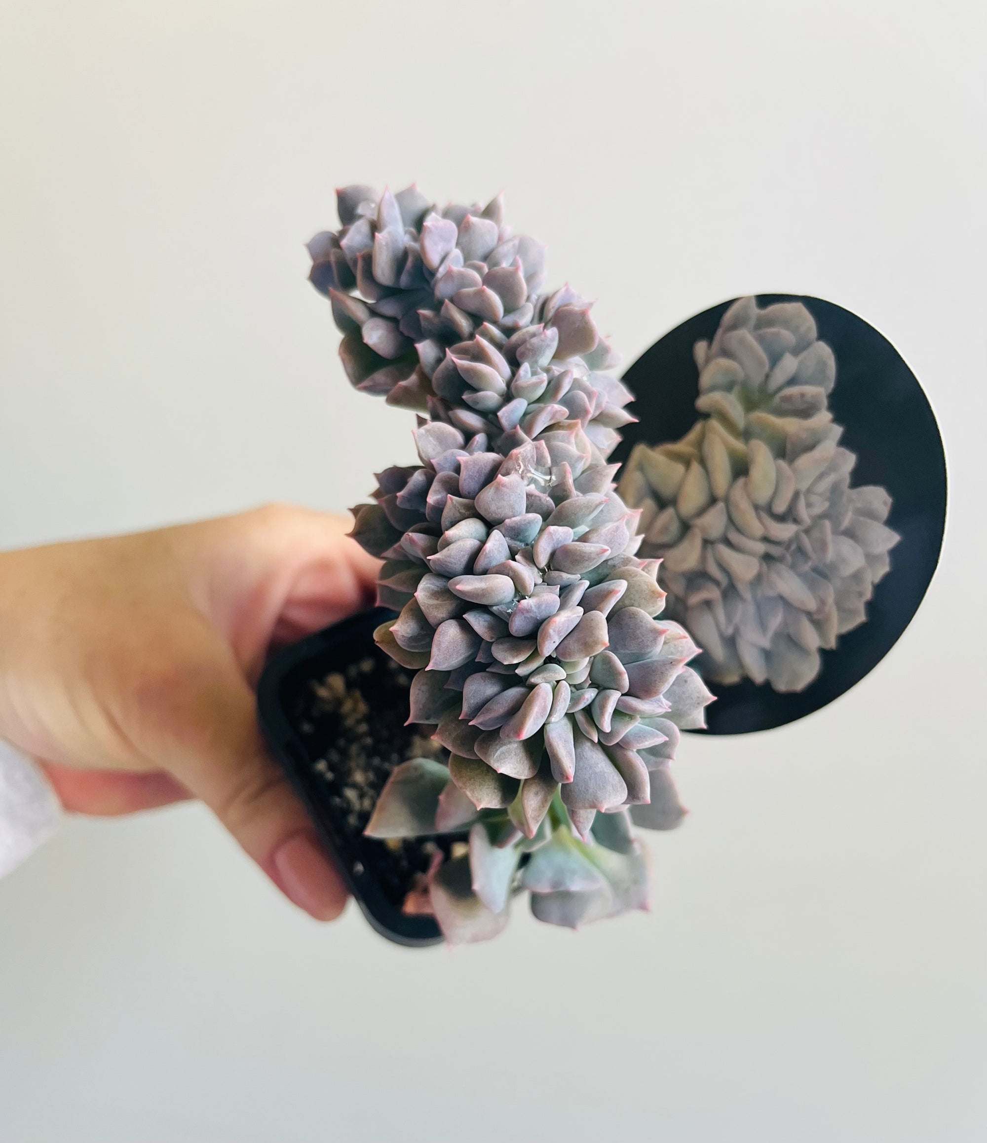 Echeveria Cubic Frost forma cristata