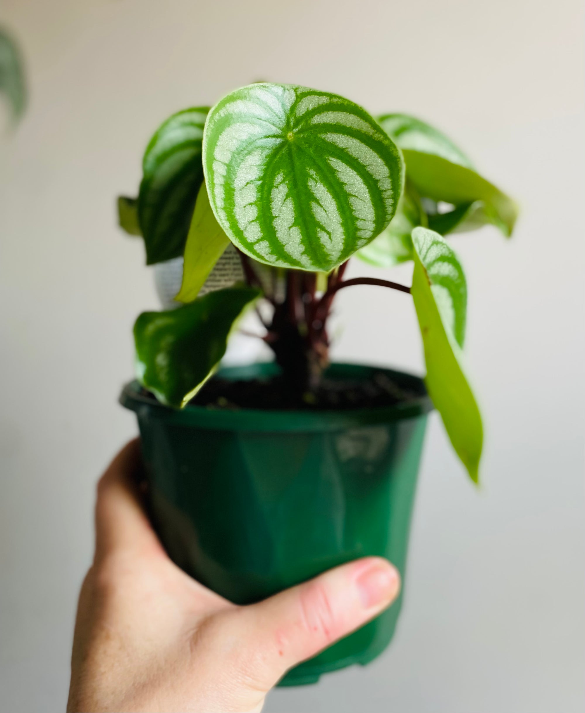 Peperomia agyreia - Watermelon Peperomia