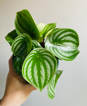 Peperomia agyreia - Watermelon Peperomia