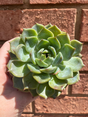 Echeveria 'Caroline'