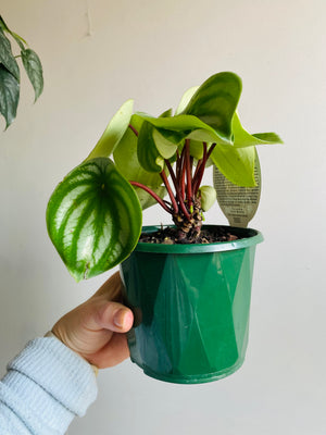 Peperomia agyreia - Watermelon Peperomia