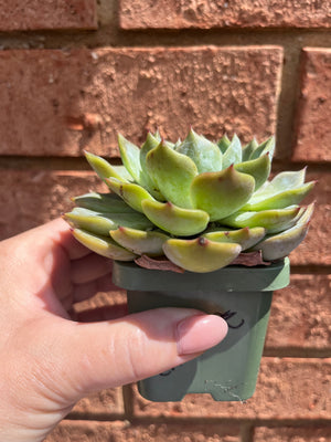 Echeveria 'Caroline'