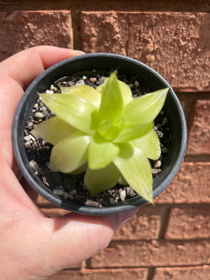 Haworthia cymbiformis 'Xantha Gold'