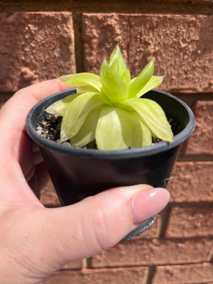 Haworthia cymbiformis 'Xantha Gold'