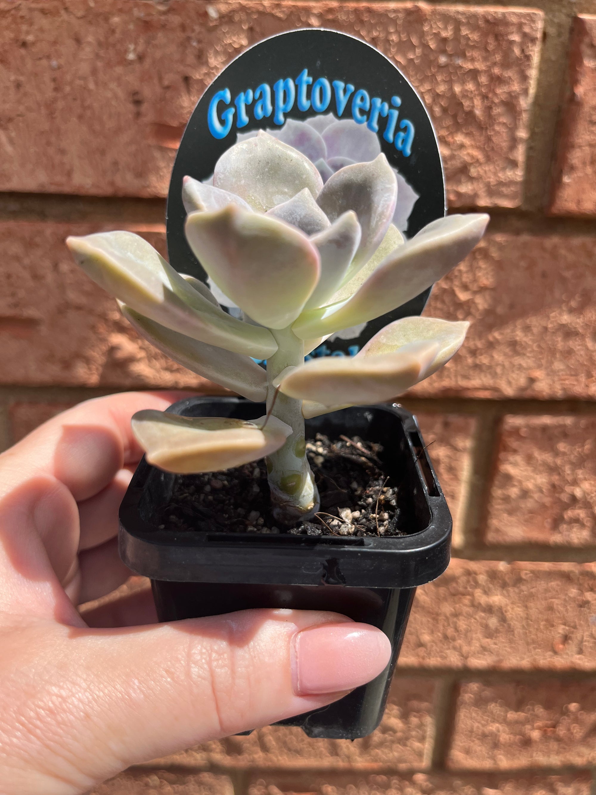 Graptoveria Crystal