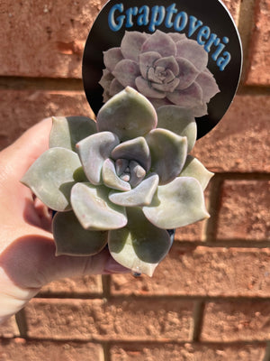 Graptoveria Crystal