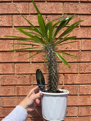 Pachypodium lamerei 'Madagascar Palm'