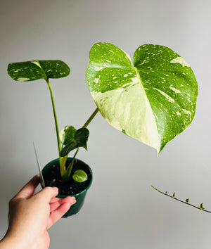 Monstera deliciosa 'Thai Constellation'