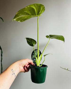 Monstera deliciosa 'Thai Constellation'