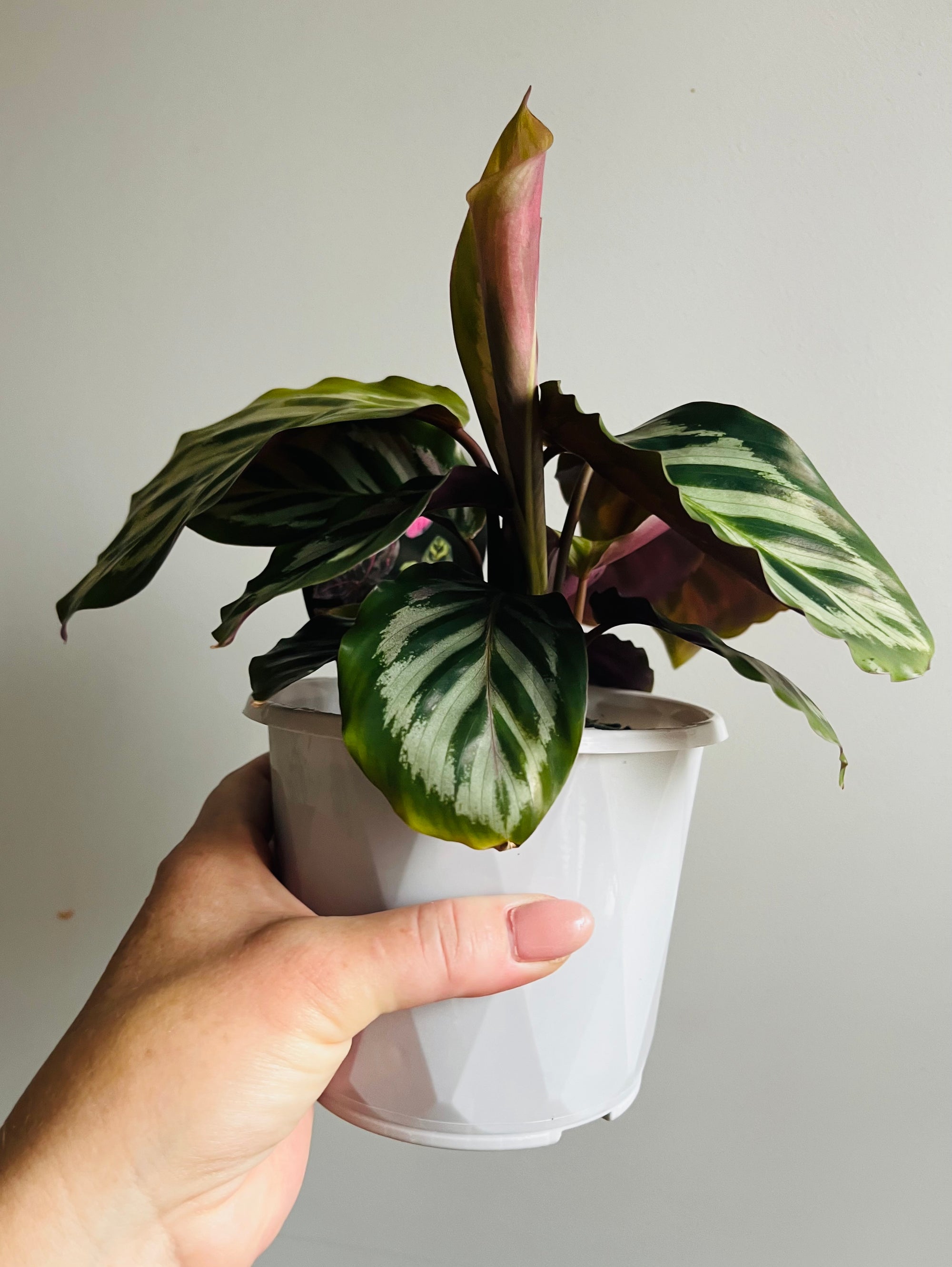 Calathea - Bicajoux