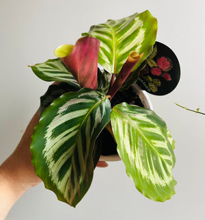 Calathea - Bicajoux