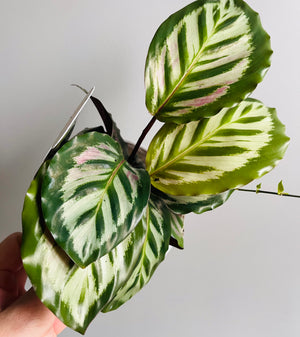 Calathea - Bicajoux