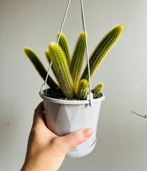 Cleistocactus winteri  - Golden Rat Tail Cactus