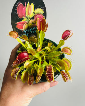 Venus Fly Trap - Paradisia No 14/15