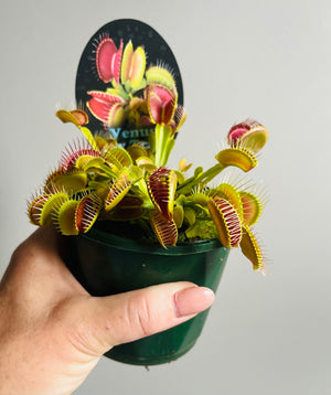 Venus Fly Trap - Paradisia No 14/15