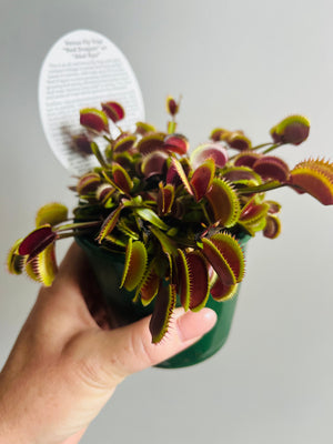 Venus Fly Trap 'Red Dragon' or 'Akai Ryu'