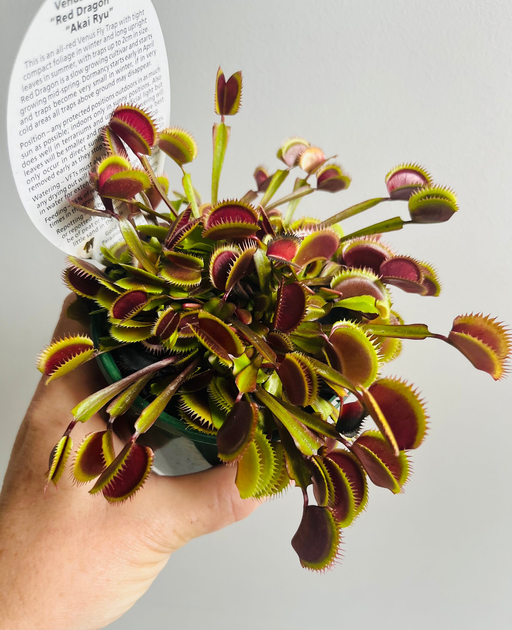 Venus Fly Trap 'Red Dragon' or 'Akai Ryu'