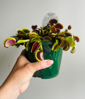 Venus Fly Trap 'Red Dragon' or 'Akai Ryu'