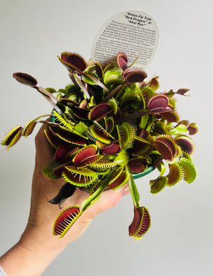 Venus Fly Trap 'Red Dragon' or 'Akai Ryu'