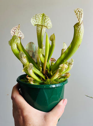 Sarracenia umlauftiana