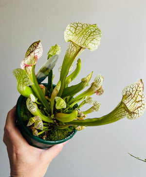 Sarracenia umlauftiana