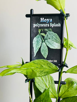 Hoya - Polyneura Splash - Collection No. 161