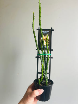 Selenicereus grandiflorus - Queen of the Night aka Night Blooming Cereus