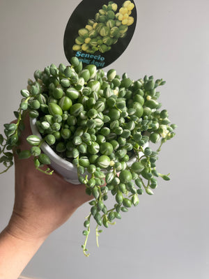 Senecio herreianus 'Weeping Angel'