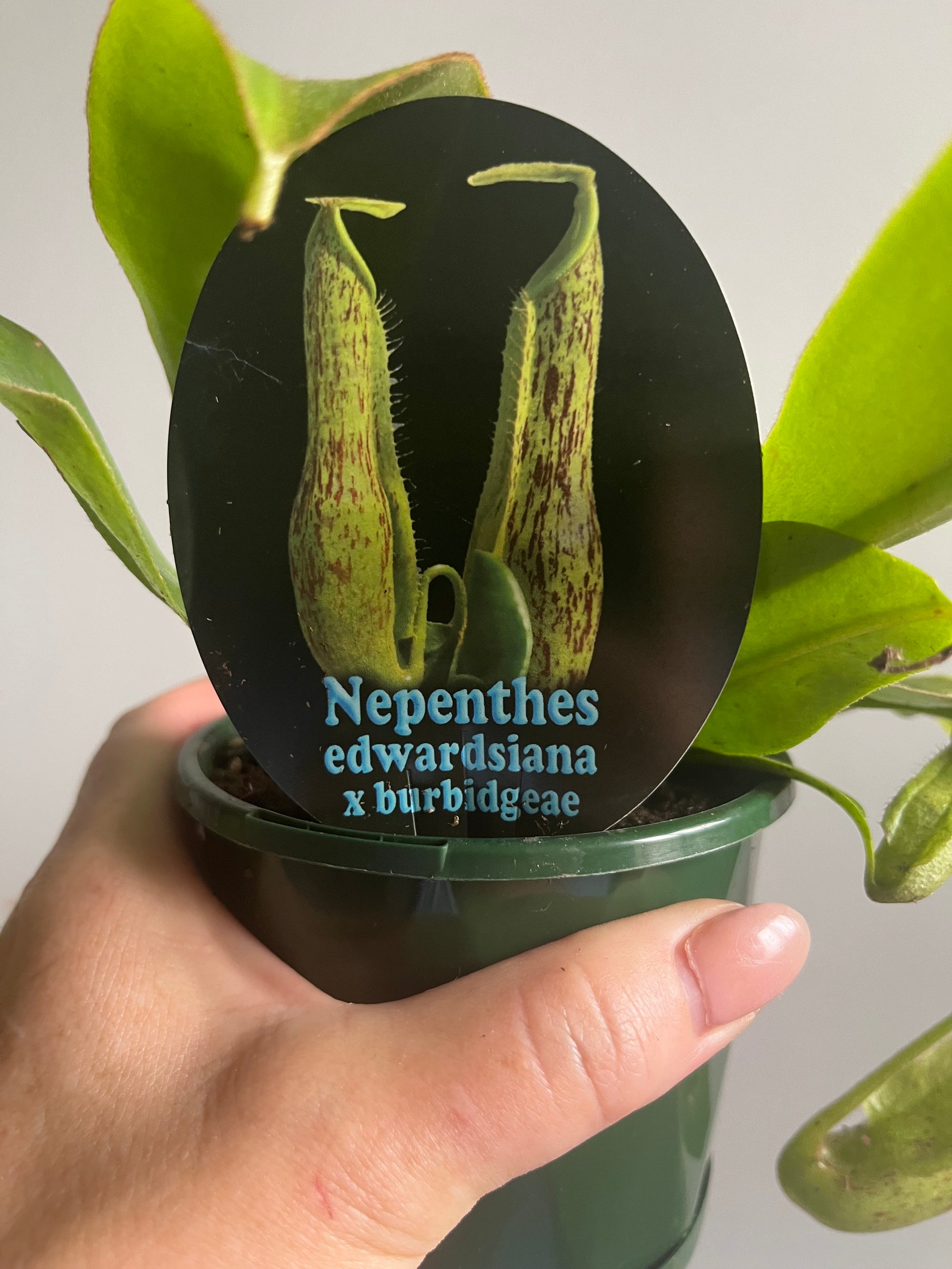 Nepenthes edwardsiana x burbidgeae - Pitcher Plant