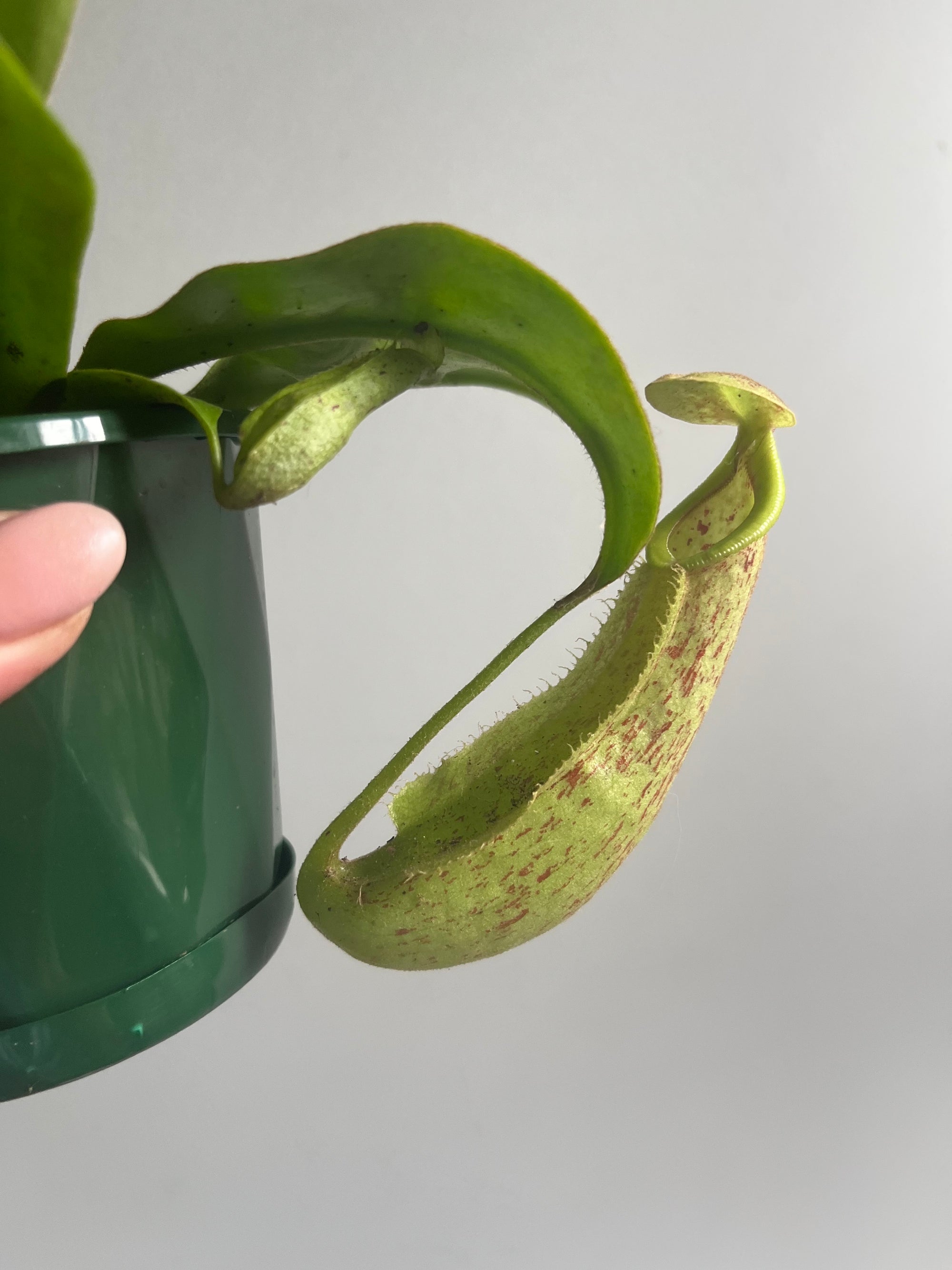 Nepenthes edwardsiana x burbidgeae - Pitcher Plant