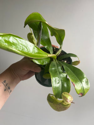 Nepenthes edwardsiana x burbidgeae - Pitcher Plant