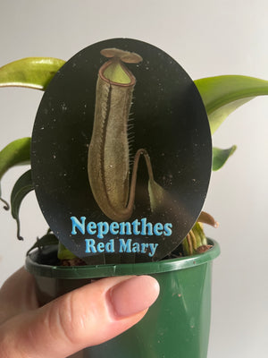 Nepenthes Red Mary - Pitcher Plant