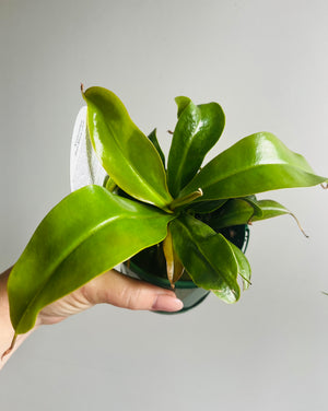 Nepenthes Red Mary - Pitcher Plant