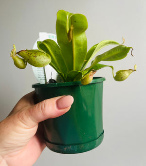 Nepenthes Hookeriana - Pitcher Plant