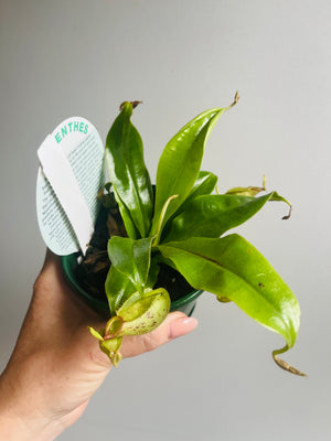 Nepenthes Hookeriana - Pitcher Plant