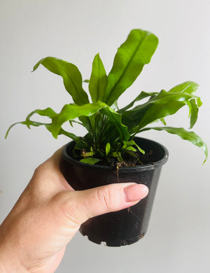 Microsorum diversifolium - Kangaroo Paw Fern