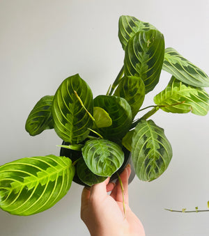 Maranta Leuconeura - Lemon & Lime Prayer Plant