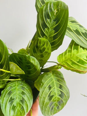 Maranta Leuconeura - Lemon & Lime Prayer Plant