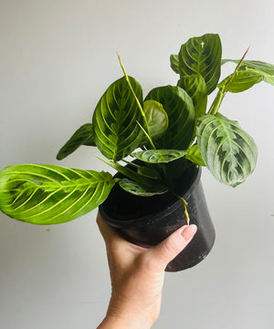 Maranta Leuconeura - Lemon & Lime Prayer Plant