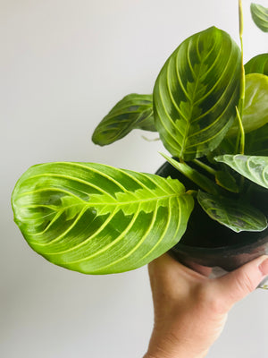 Maranta Leuconeura - Lemon & Lime Prayer Plant