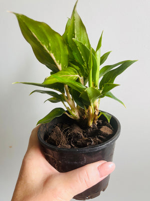 Aglaonema 'Ammaj Jareon' - Chinese Evergreen Plants