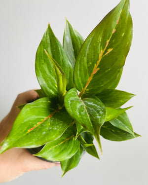 Aglaonema 'Ammaj Jareon' - Chinese Evergreen Plants