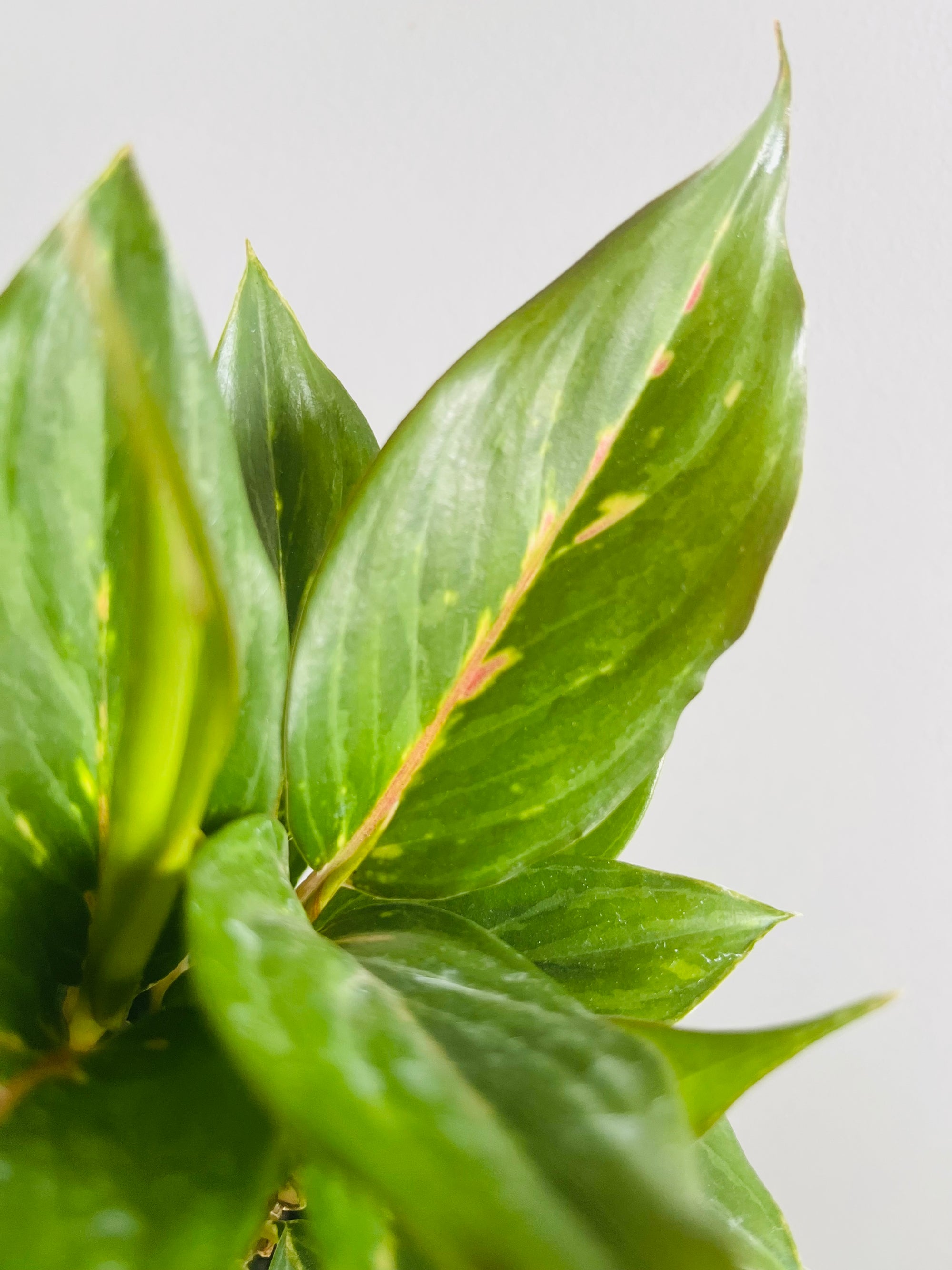 Aglaonema 'Ammaj Jareon' - Chinese Evergreen Plants