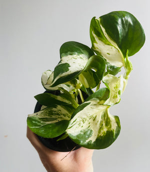 Epipremnum Aureum - Manjula