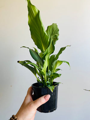 Spathiphyllum - Platinum Mist Peace Lily