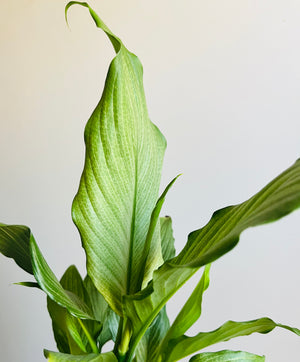 Spathiphyllum - Platinum Mist Peace Lily