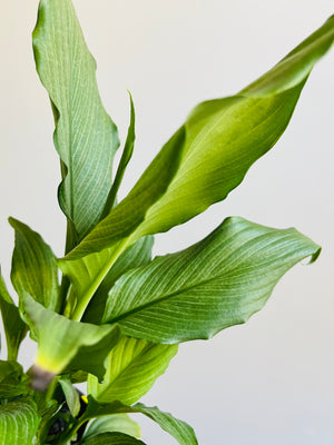 Spathiphyllum - Platinum Mist Peace Lily