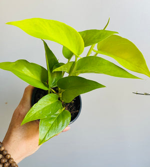 Epipremnum Aureum - Neon Goldilocks